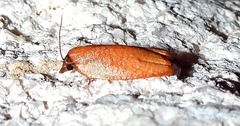 Sparganothis demissana