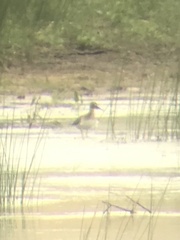 Tringa solitaria