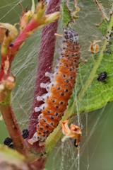 Saucrobotys futilalis