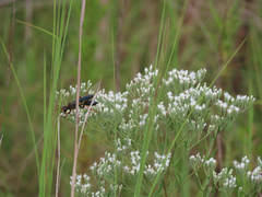 Sphex flavovestitus