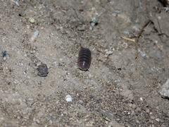 Armadillo officinalis