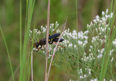 Sphex flavovestitus