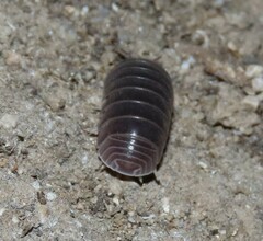 Armadillo officinalis