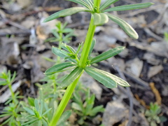 Galium