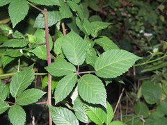 Rubus phyllostachys