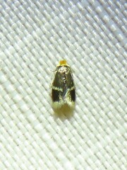 Stigmella apicialbella