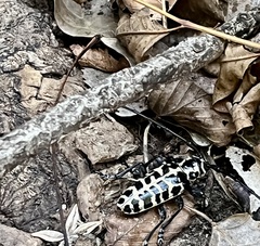 Plectrodera scalator