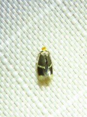 Stigmella apicialbella