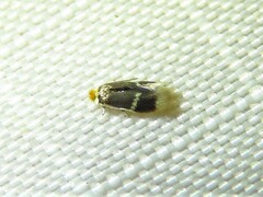 Stigmella apicialbella