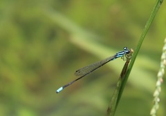 Acanthagrion