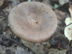 Lactarius argillaceifolius