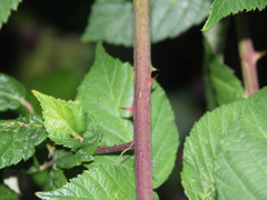 Rubus phyllostachys
