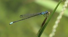 Acanthagrion
