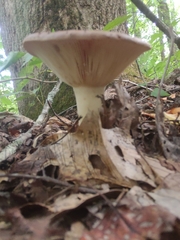 Lactarius argillaceifolius