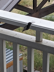 Selasphorus platycercus