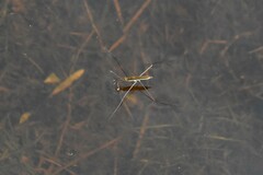 Limnoporus notabilis