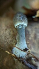 Mycena arcangeliana