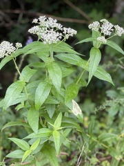 Eupatorium × truncatum