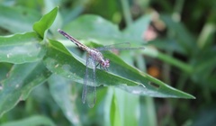 Erythrodiplax basalis