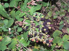 Rubus phyllostachys