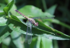 Erythrodiplax basalis