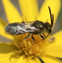 Dialictus