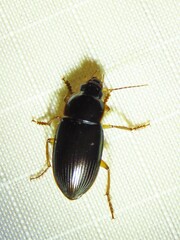 Notiobia terminata