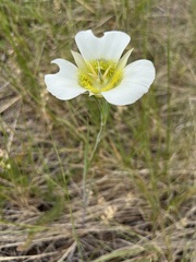 Calochortus gunnisonii