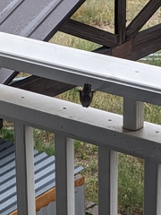 Selasphorus platycercus