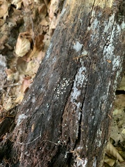 Helicogloea compressa