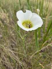 Calochortus gunnisonii