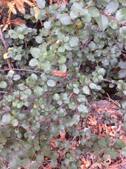 Rhamnus ilicifolia