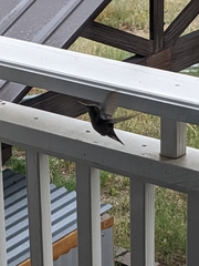 Selasphorus platycercus