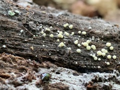 Helicogloea compressa