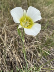 Calochortus gunnisonii