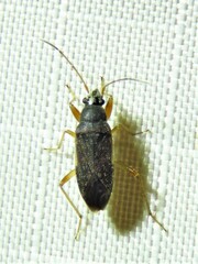 Perigenes similis