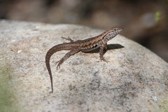 Uta stansburiana elegans