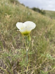 Calochortus gunnisonii