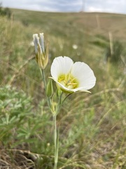 Calochortus gunnisonii
