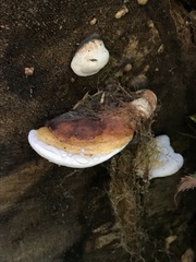 Fomitopsis mounceae