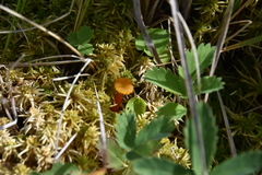 Hygrocybe