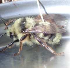 Bombus vancouverensis