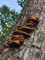 Ischnoderma resinosum