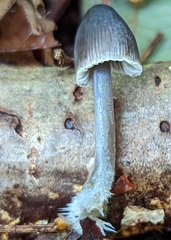 Mycena arcangeliana