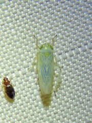 Macrosteles quadrilineatus