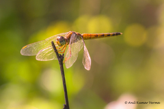 Indothemis carnatica