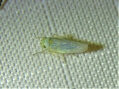 Macrosteles quadrilineatus