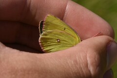 Colias