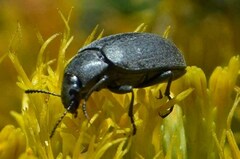 Bothrotes canaliculatus
