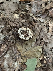 Sebacina schweinitzii